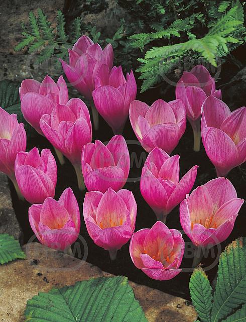 Crocus Kotschyanus