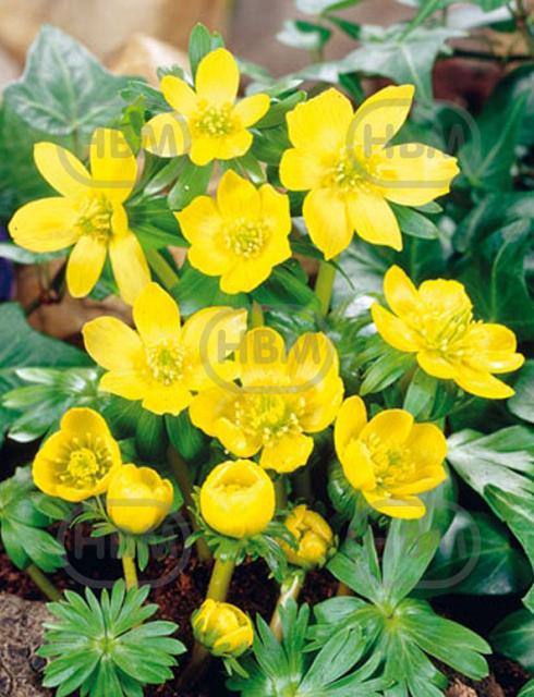 Eranthis Cilicica