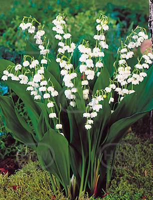 Convallaria Majalis Bordeaux