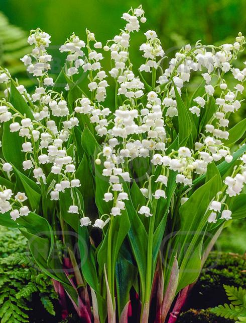 Convallaria Majalis Bridal Choice