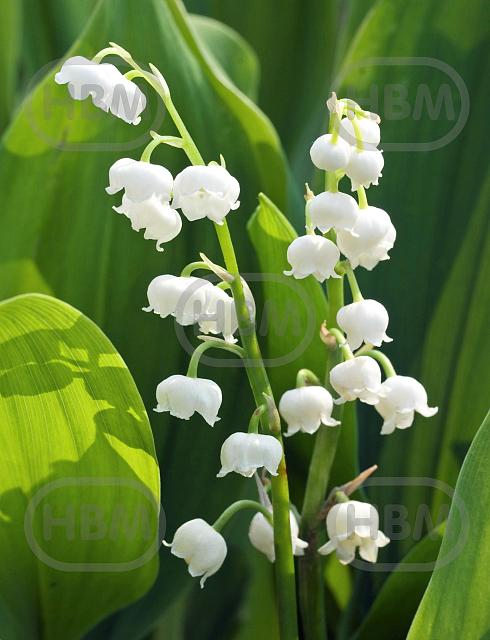 Convallaria Majalis White