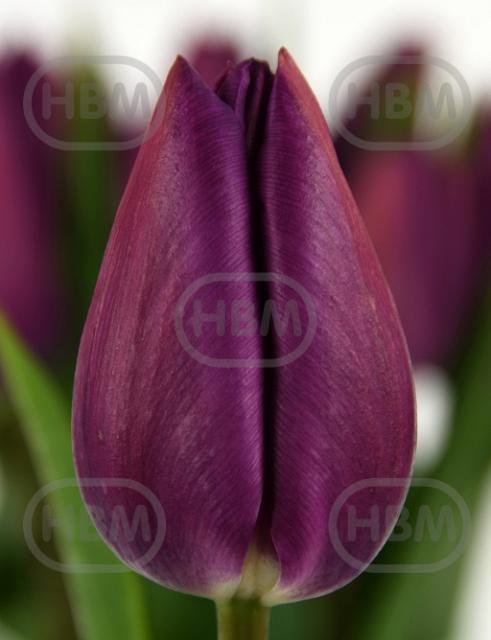 Tulipa Triumph Embrace