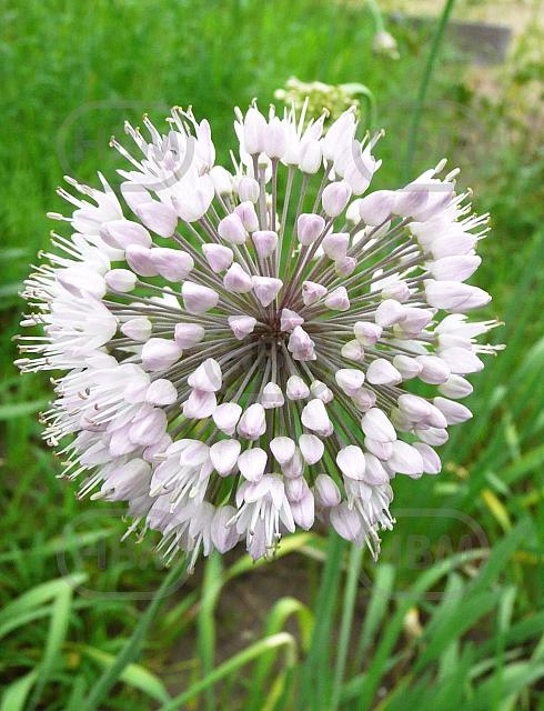 Allium Small Flowering Neapolitanum