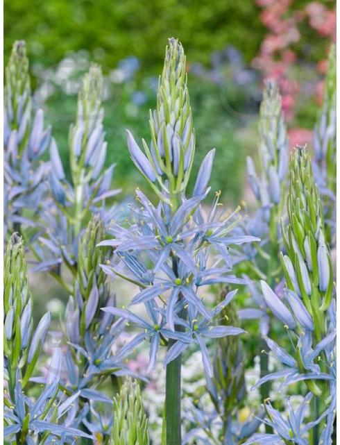 Camassia Blue Heaven