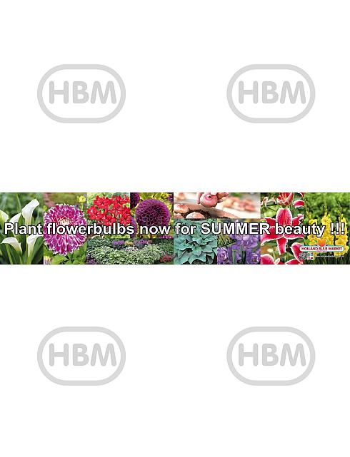 English Banner Spring (1000x200cm)
