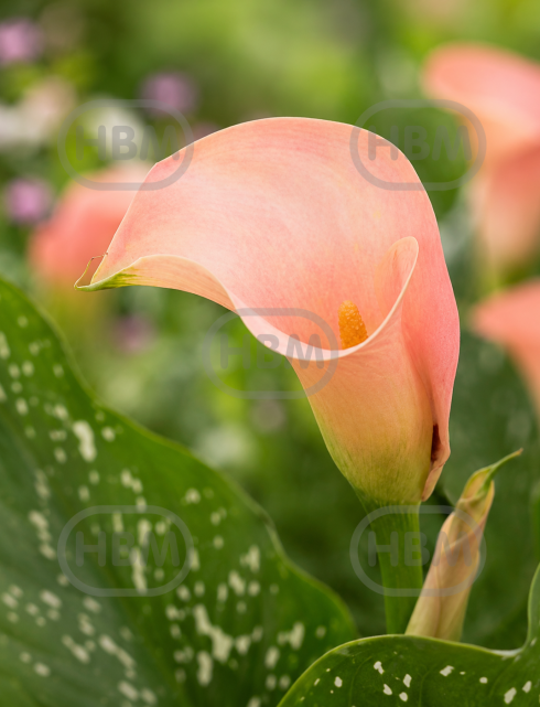 Blushing Lady