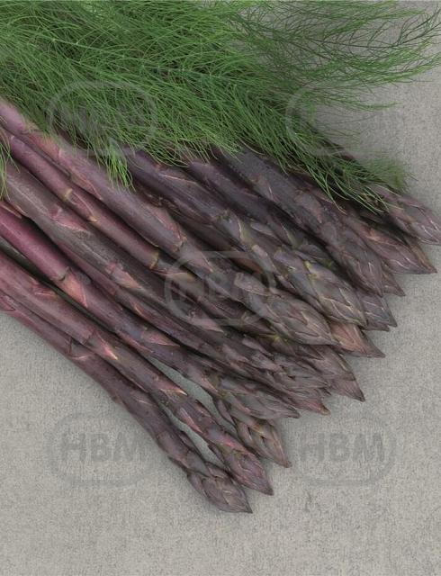 Officinalis Erasmus