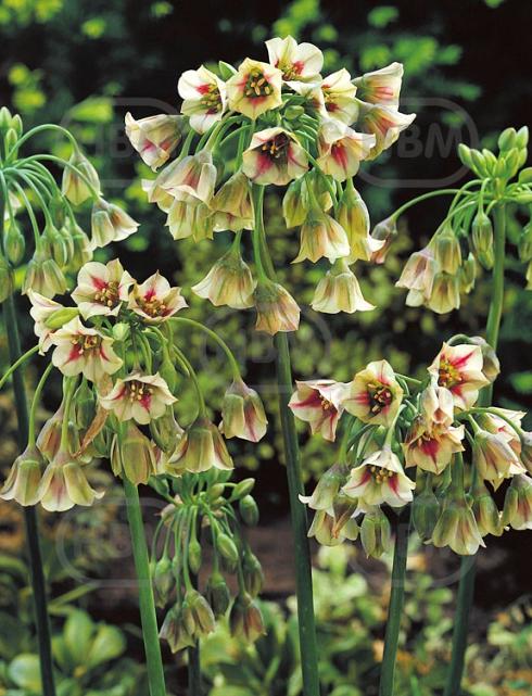siculum subsp.  bulgaricum