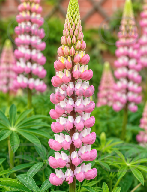 Pink/White