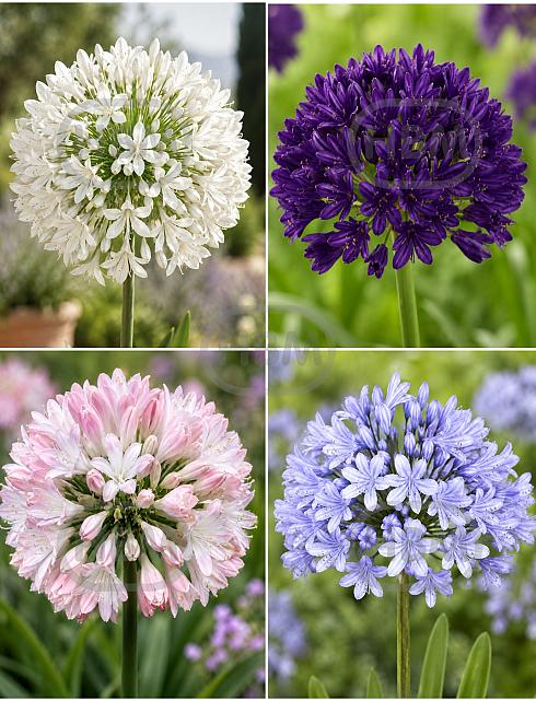 S32 Agapanthus (4x15)