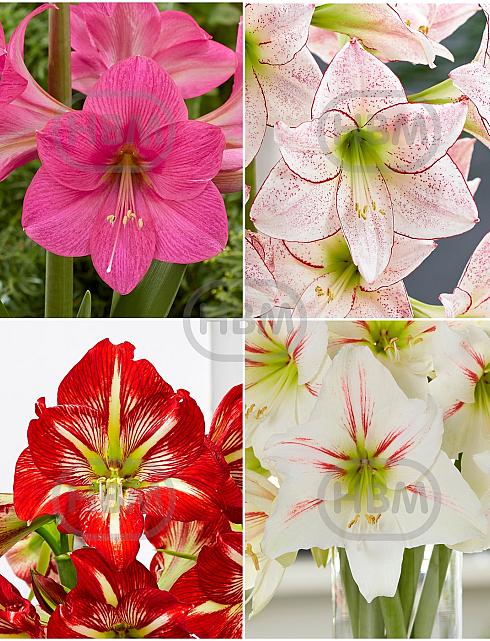 S32 Amaryllis Grandiosa B (4X10)