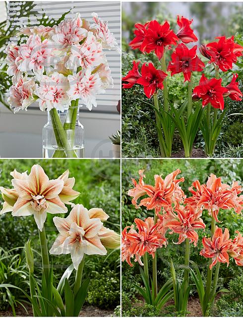 S32 Amaryllis Grandiosa Double (4x10)