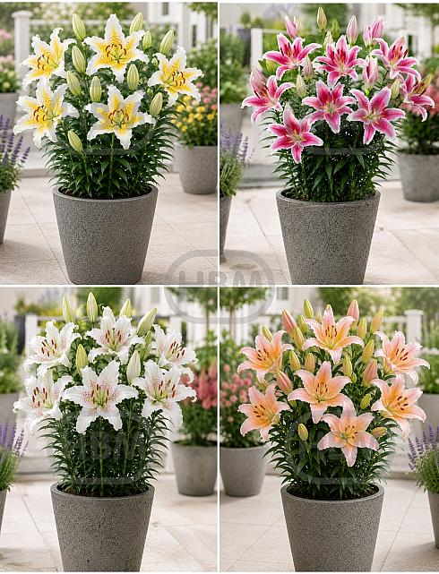 S32 Lillium Pot Oriental (4x30) x60