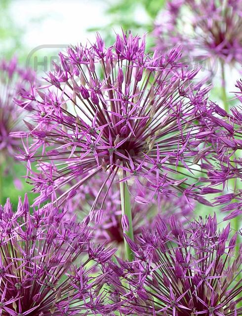 Large flowering Purple Rain