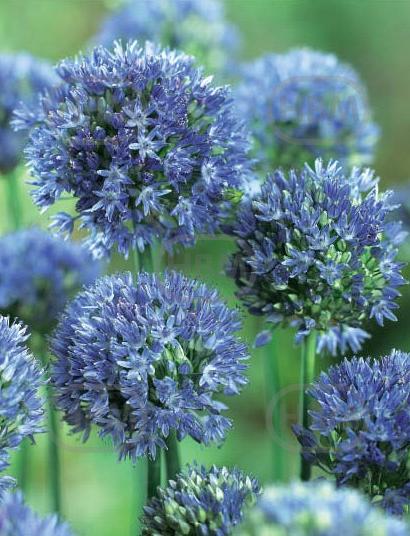 Small Flowering Caeruleum Azureum