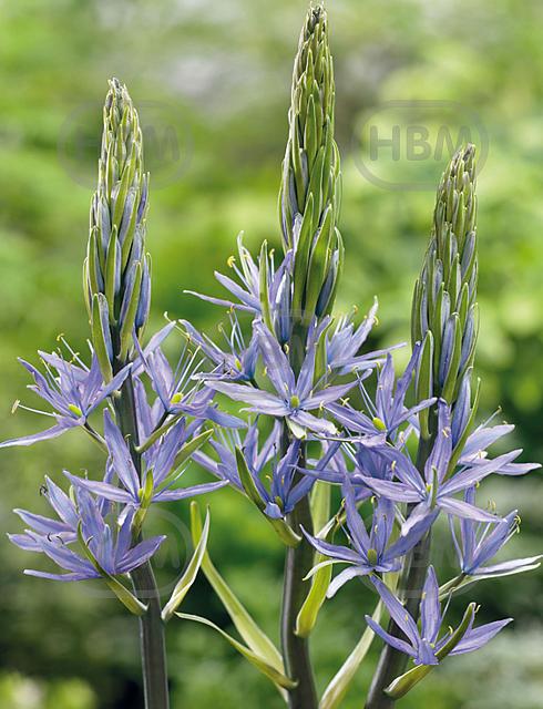 Leichtlinii Caerulea