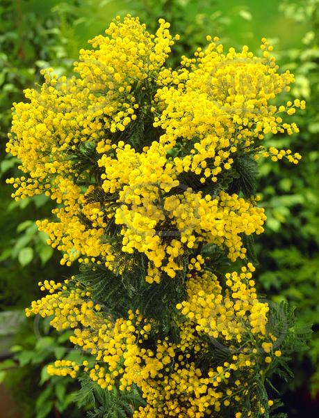 Dealbata Mimosa