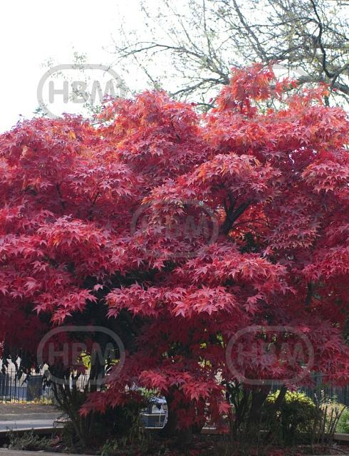 Palmatum