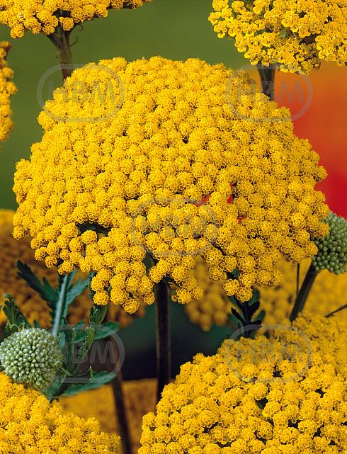 Millefolium Yellow