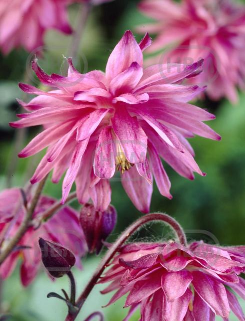 Double Pink