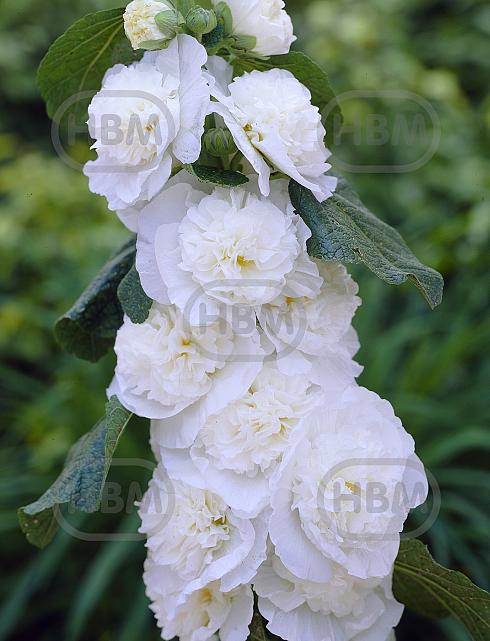 Double White