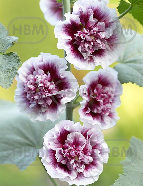 Double Cassis