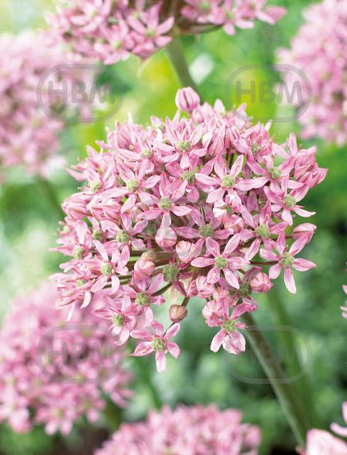 Large flowering Pink Jewel