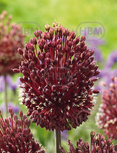 Large flowering Red Mohican