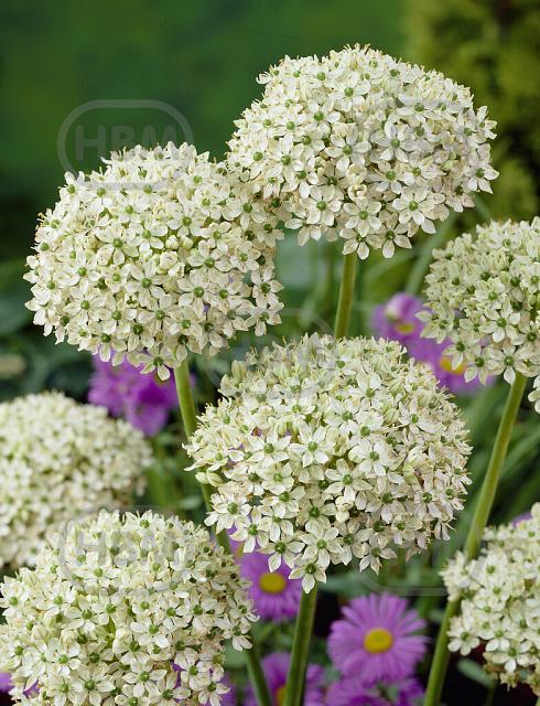 Large flowering Nigrum
