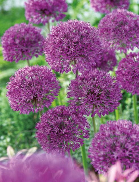 Large flowering Purple Sensation