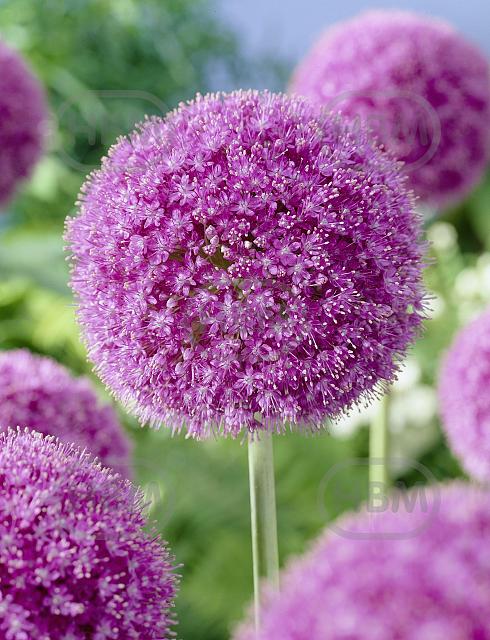 Large flowering Giganteum