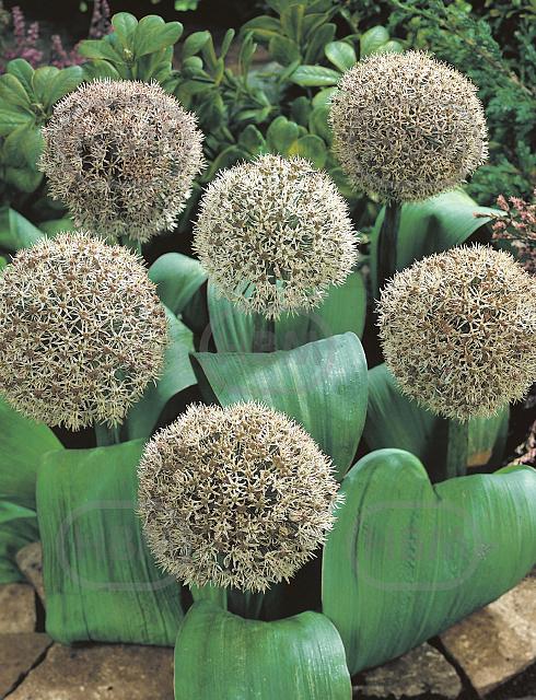 Large flowering Karataviense