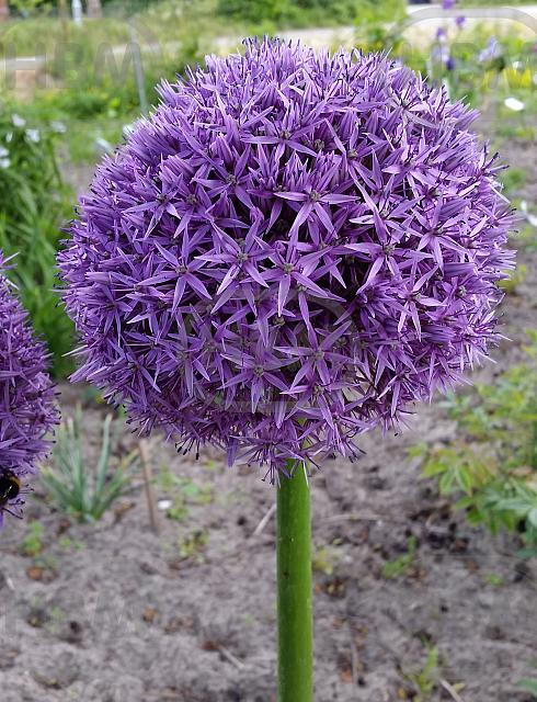 Large flowering Globemaster