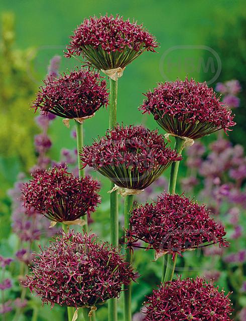 Large flowering Atropurpureum