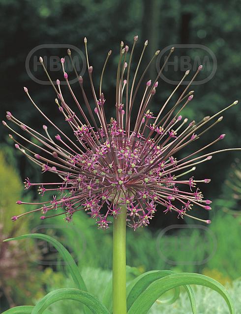 Large flowering Schubertii