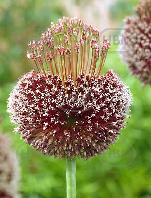 Large flowering Forelock
