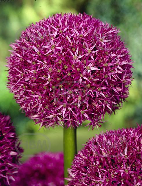 Large flowering Beau Regard