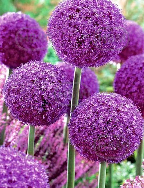 Large flowering Ambassador