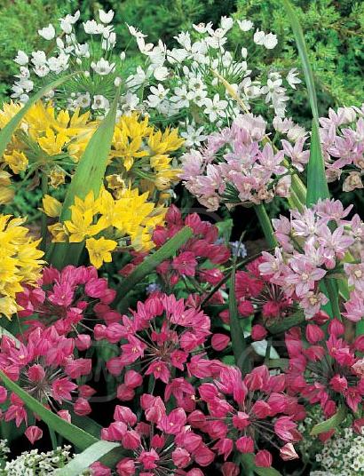 Small Flowering Mix