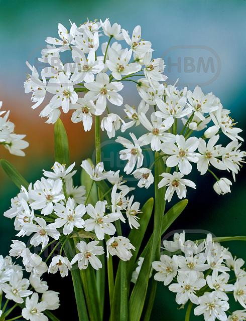 Small Flowering Cowanii