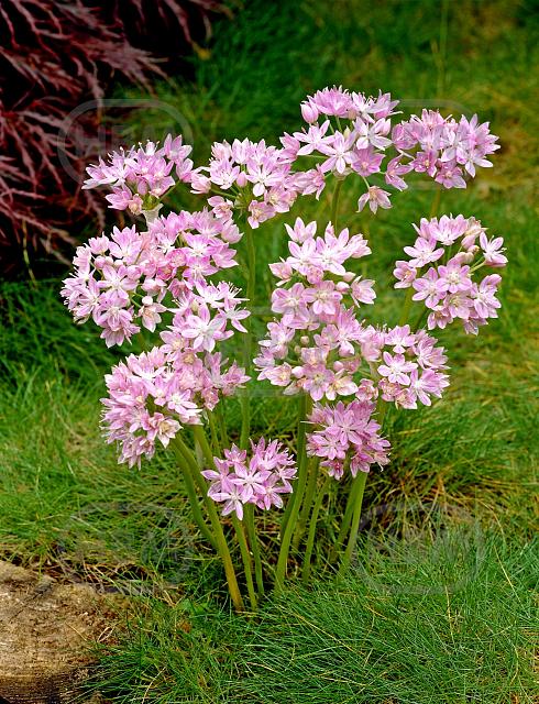 Small Flowering Roseum