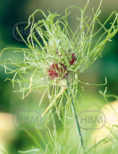 Small Flowering Hair