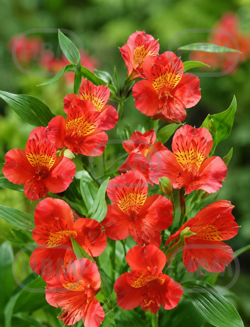 Aurea Orange King