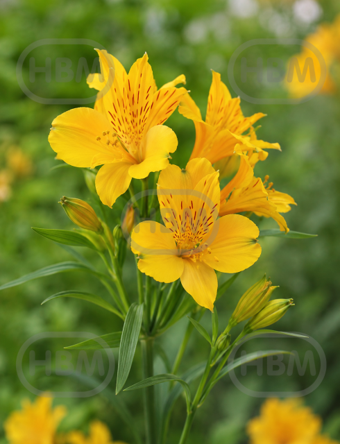 Lutea