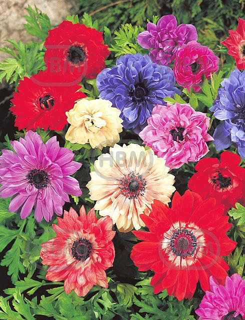 coronaria St. Brigid