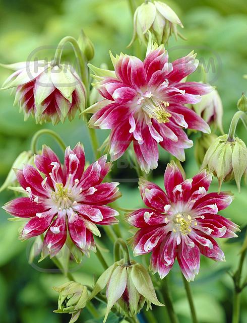 Vulgaris Nora Barlow