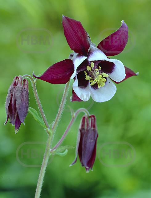 Vulgaris William Guiness