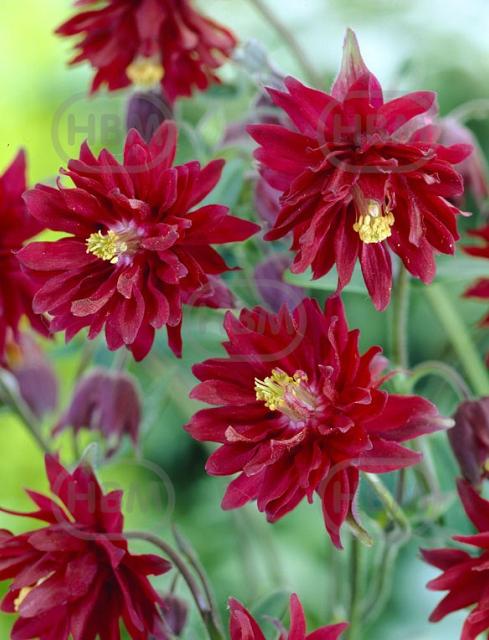 Double  Red