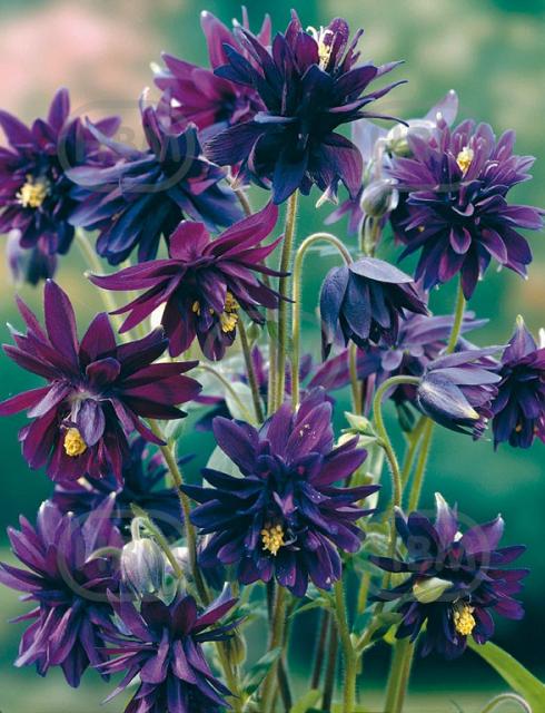 Double  Purple
