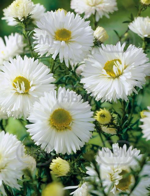 Novi-Belgii White